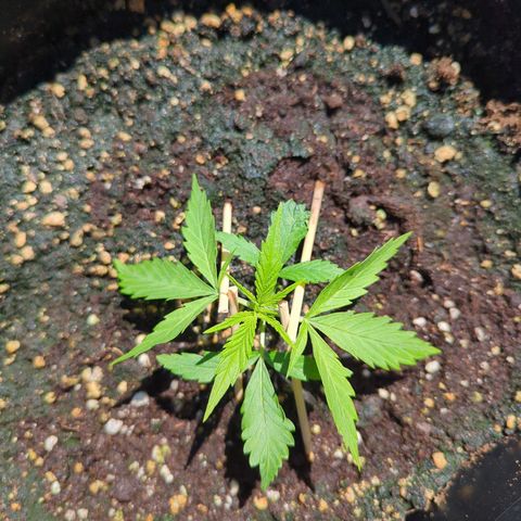 Pflännzi growlog timeline photo