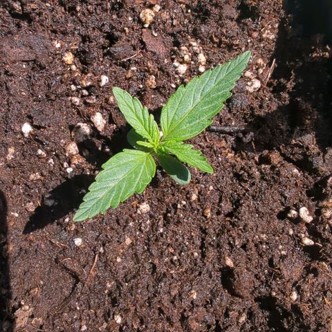 Monkey growlog timeline photo