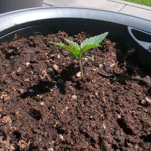 Monkey growlog timeline photo