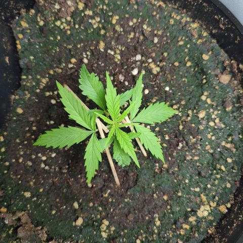 Pflännzi growlog timeline photo