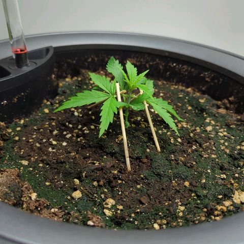 Pflännzi growlog timeline photo