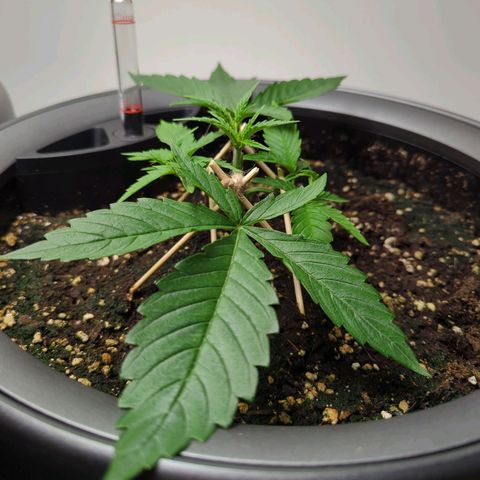 Pflännzi growlog timeline photo