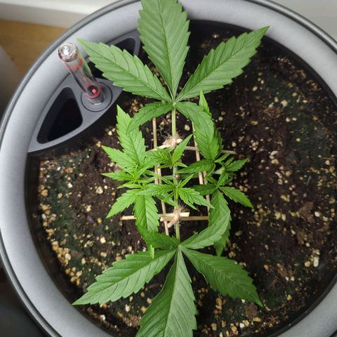 Pflännzi growlog timeline photo
