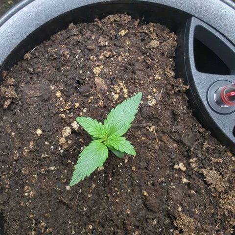 Monkey growlog timeline photo