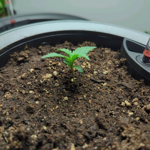 Monkey growlog timeline photo