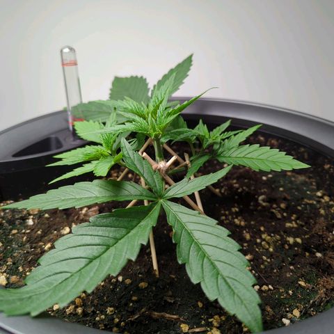 Pflännzi growlog timeline photo