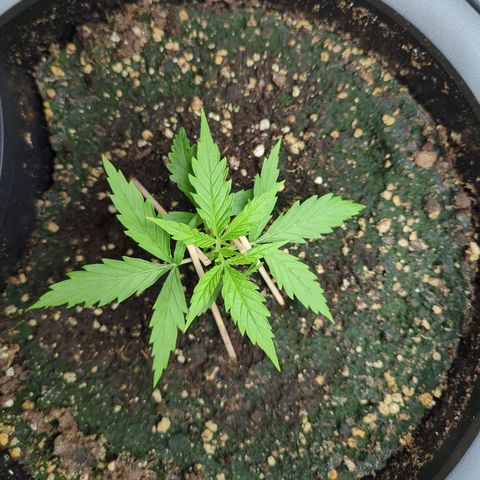Pflännzi growlog timeline photo