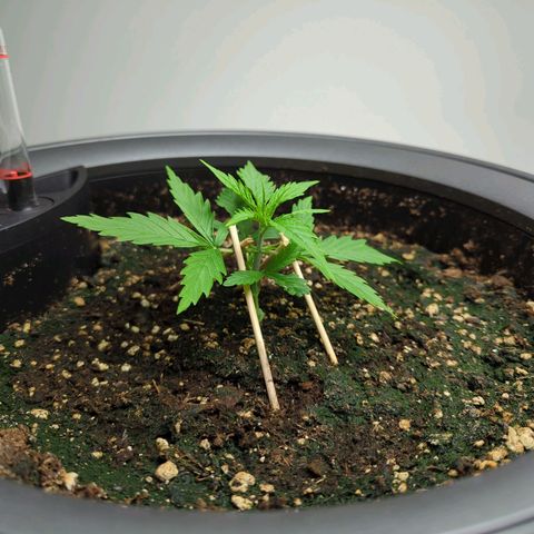 Pflännzi growlog timeline photo