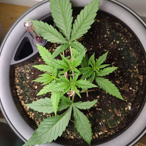 Pflännzi growlog timeline photo
