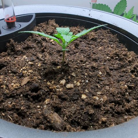 Monkey growlog timeline photo