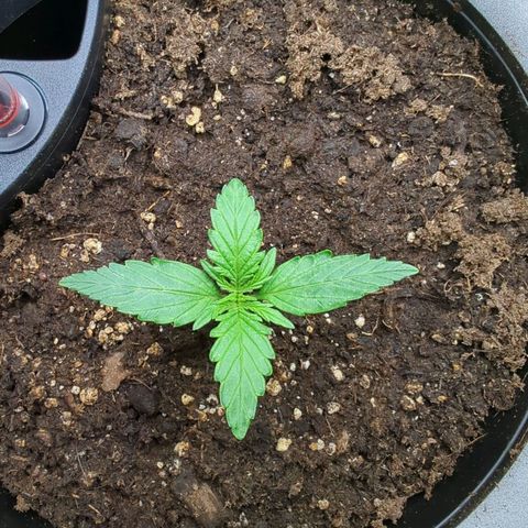 Monkey growlog timeline photo