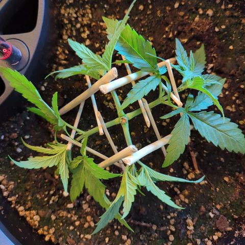 Pflännzi growlog timeline photo