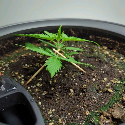 Pflännzi growlog timeline photo