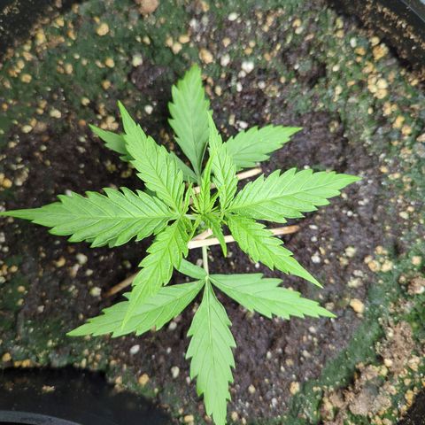 Pflännzi growlog timeline photo