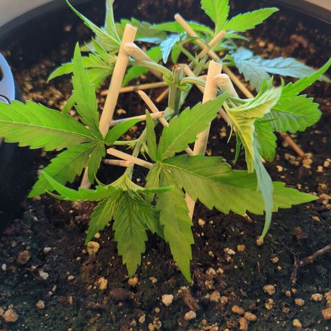 Pflännzi growlog timeline photo
