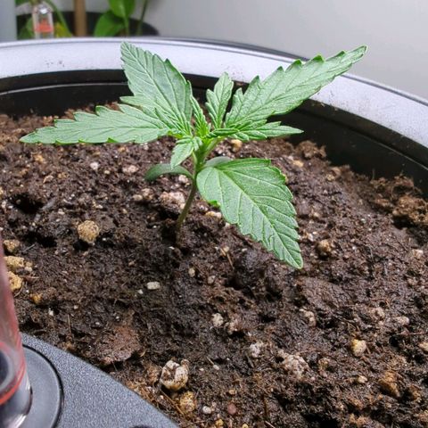 Monkey growlog timeline photo