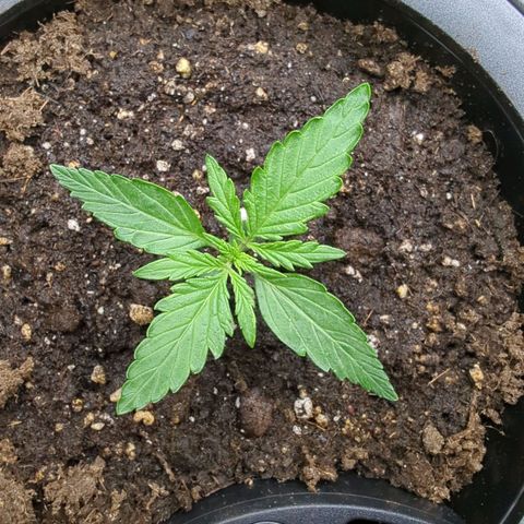 Monkey growlog timeline photo