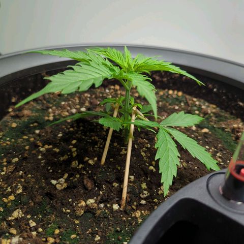 Pflännzi growlog timeline photo