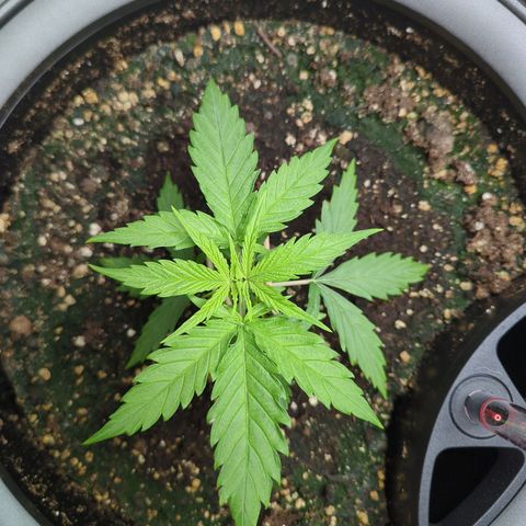 Pflännzi growlog timeline photo