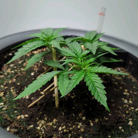 Pflännzi growlog timeline photo