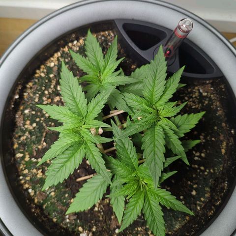 Pflännzi growlog timeline photo