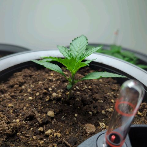 Monkey growlog timeline photo