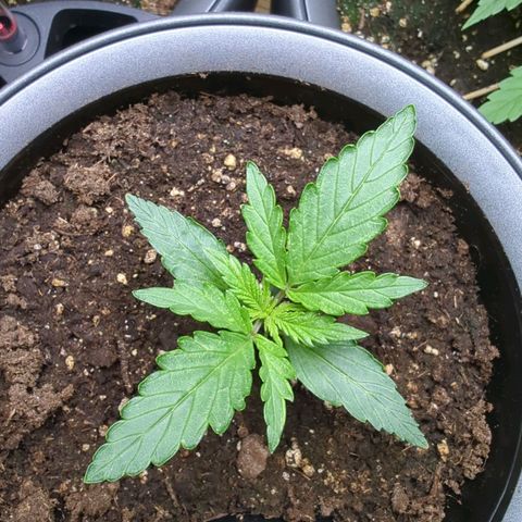 Monkey growlog timeline photo