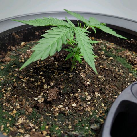 Pflännzi growlog timeline photo