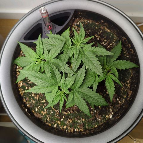 Pflännzi growlog timeline photo