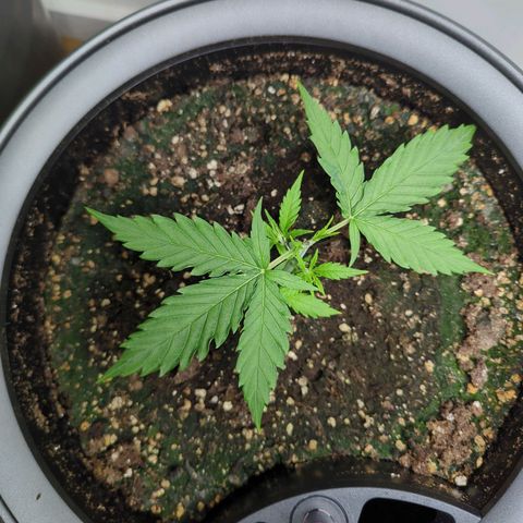 Pflännzi growlog timeline photo