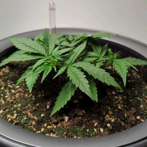 Pflännzi growlog timeline photo