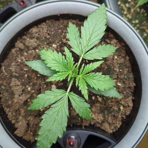 Monkey growlog timeline photo