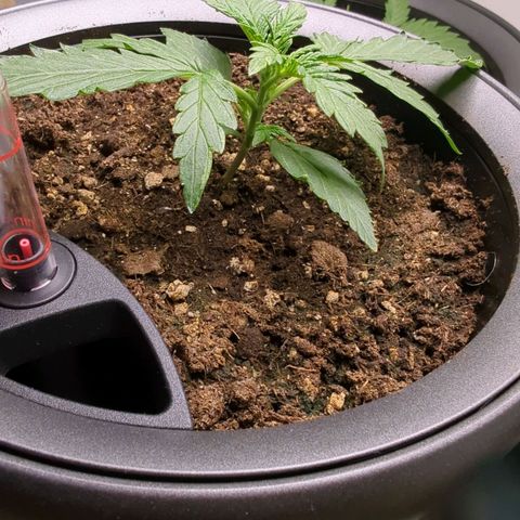 Monkey growlog timeline photo