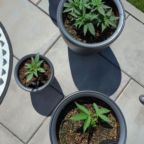Monkey growlog photo: Pflanzen in den Garten Gestellt. Außentemperaturen heute bei über 20C°