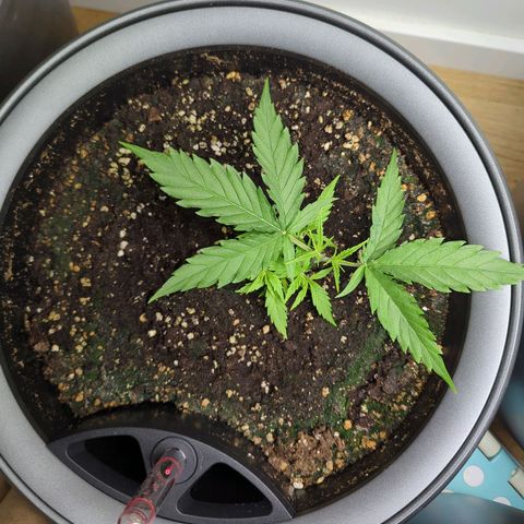 Pflännzi growlog timeline photo