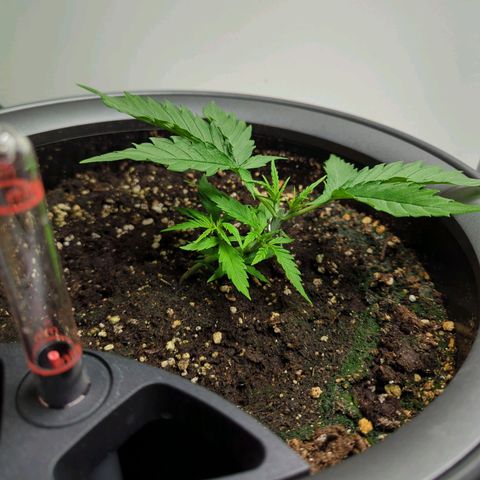 Pflännzi growlog timeline photo