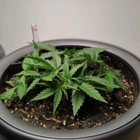 Pflännzi growlog timeline photo