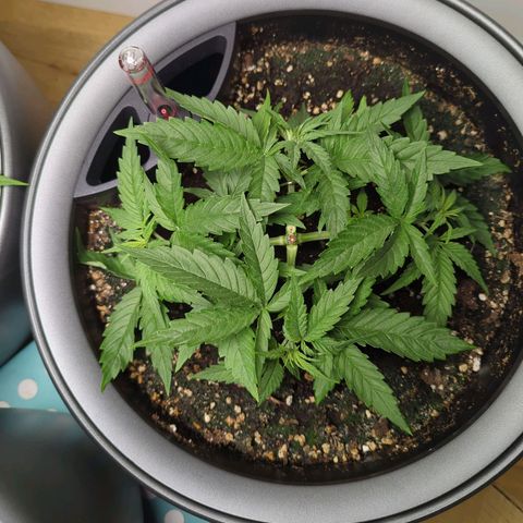 Pflännzi growlog timeline photo