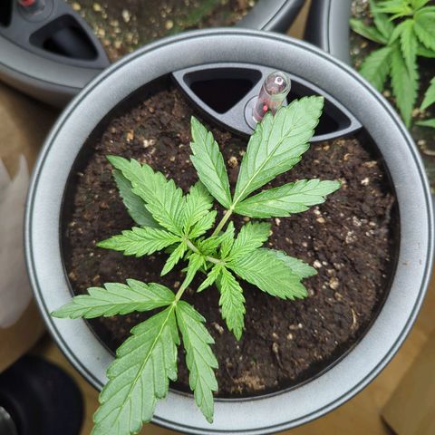 Monkey growlog timeline photo