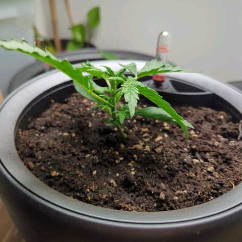 Monkey growlog timeline photo
