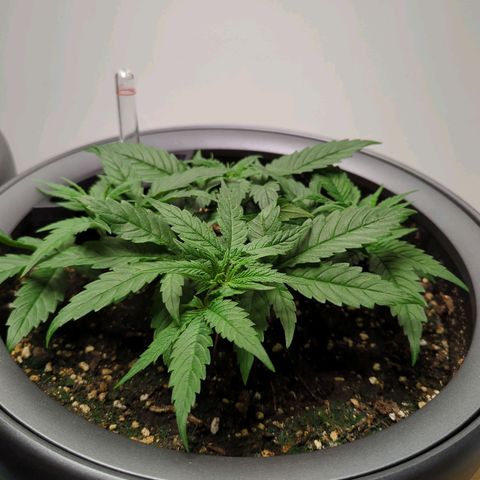 Pflännzi growlog timeline photo