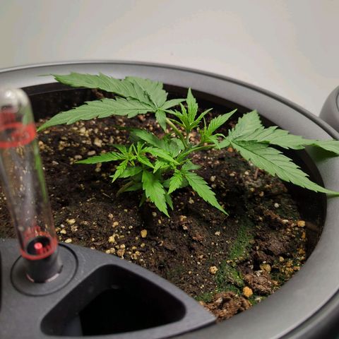 Pflännzi growlog timeline photo