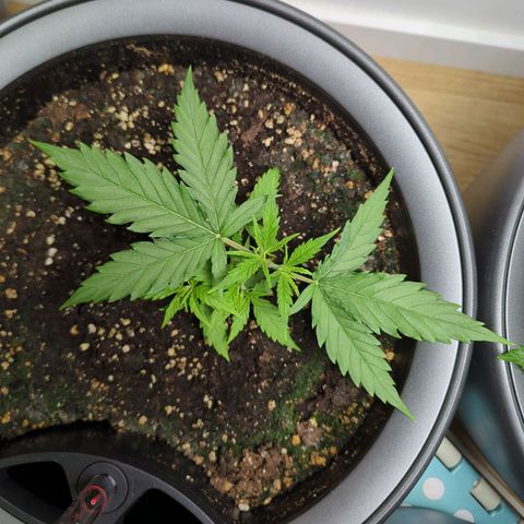 Pflännzi growlog timeline photo