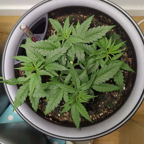 Pflännzi growlog timeline photo