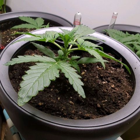 Monkey growlog timeline photo