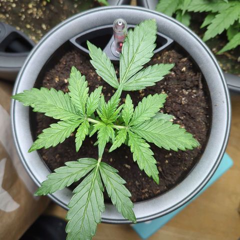 Monkey growlog timeline photo