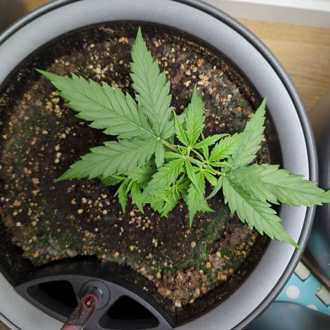 Pflännzi growlog timeline photo