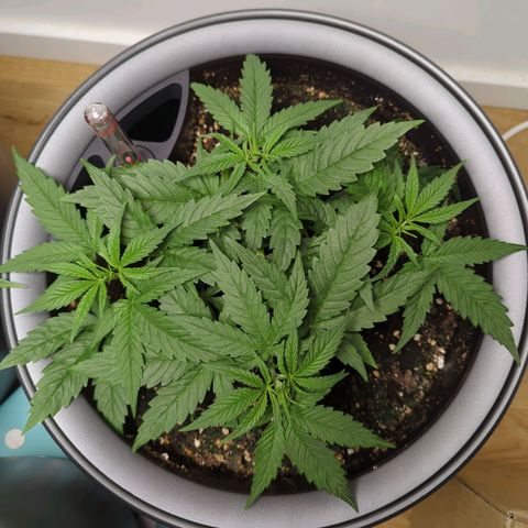 Pflännzi growlog timeline photo