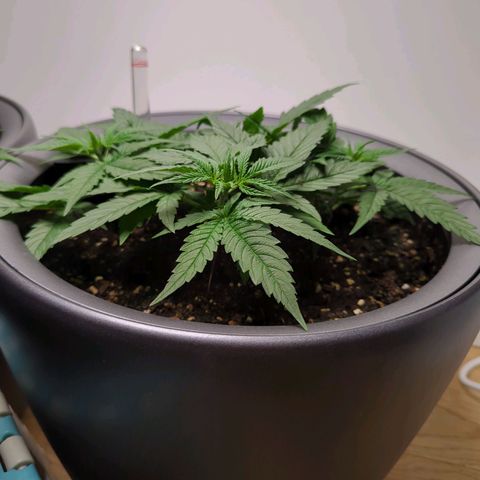 Pflännzi growlog timeline photo