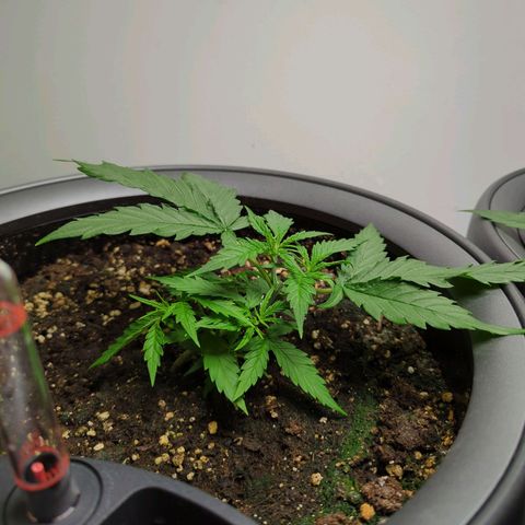 Pflännzi growlog timeline photo
